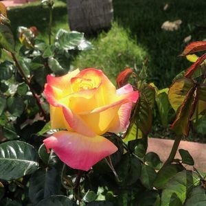 Meet your Posher, Ericka